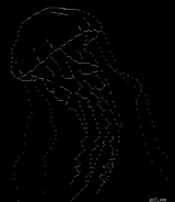 jellyfish by venam