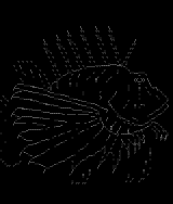 lionfish by venam